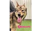 Adopt Penelope a Husky, German Shepherd Dog