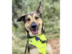 Adopt Millie a Husky, German Shepherd Dog
