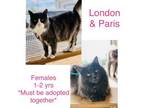 Adopt Paris & London a Domestic Long Hair