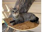 Adopt Ruth a Domestic Short Hair