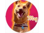 Adopt Meg a Belgian Shepherd / Malinois, German Shepherd Dog