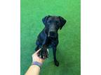 Adopt Jane a Great Dane, Pointer