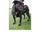 Adopt Oliver a American Staffordshire Terrier, Dachshund