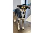 Adopt Elaine a Australian Cattle Dog / Blue Heeler, German Shepherd Dog