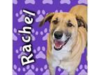 Adopt Rachel a Australian Cattle Dog / Blue Heeler, German Shepherd Dog