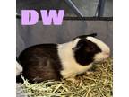 Adopt DW - LOVES Snacking! Sweet Girl! Bonded with Arthur! a Guinea Pig