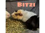 Adopt Bitzi - Sweet Girl Who LOVES Snacks! Bonded with Prunella! a Guinea Pig