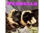 Adopt Prunella - Shy, but Friendly! Bonded with Bitzi! a Guinea Pig