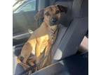 Adopt Lilly Hope a Black Mouth Cur
