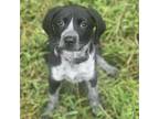 Adopt Poppy (FKA Toffee) a Pointer