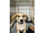 Adopt Sweets a Shepherd, Mixed Breed