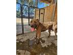 Adopt Jewels a Pit Bull Terrier