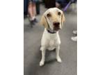 Adopt Tess a Labrador Retriever