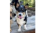 Adopt Eden a Corgi
