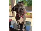 Adopt Seven a American Staffordshire Terrier