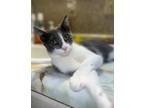 Adopt Mattie a Domestic Short Hair, British Shorthair