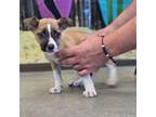 Adopt Pinkie a Mixed Breed