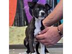 Adopt Sara a Mixed Breed