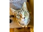 Adopt Milani a Tabby