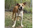 Adopt Daisy a Mixed Breed