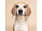Adopt Phoebe a Beagle