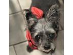 Adopt Violet a Schnauzer, Pug