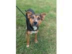 Adopt Sammy a Labrador Retriever, Catahoula Leopard Dog