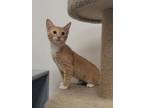 Adopt Taylor a Tabby, Domestic Short Hair