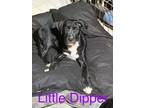 Adopt Little Dipper a Great Dane, Terrier