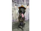 Adopt Billie Jean a Dutch Shepherd, Belgian Shepherd / Malinois