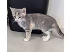 Adopt Ziva a Dilute Calico