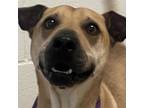 Adopt Jake a Terrier, Shar-Pei