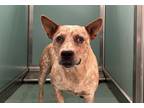 Adopt A535507 a Australian Cattle Dog / Blue Heeler