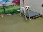 Adopt BINO a Cavalier King Charles Spaniel, Mixed Breed