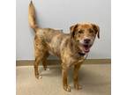 Adopt VALENTIN a Catahoula Leopard Dog, Mixed Breed
