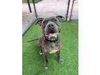 Adopt MARLIN a Pit Bull Terrier