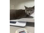 Adopt FLUFFY a Domestic Short Hair