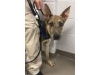 Adopt HARLEY a German Shepherd Dog