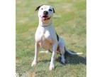 Adopt DUNKAROO a Pit Bull Terrier, Mixed Breed