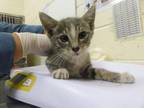 Adopt GRASSHOPPER a Domestic Medium Hair