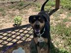 Adopt WESTON a Mixed Breed