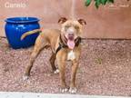 Adopt CANELO a Pit Bull Terrier