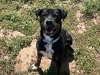 Adopt YALE a Mixed Breed