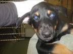 Adopt INDIGO a Mixed Breed