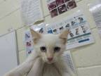 Adopt FLAME a Domestic Short Hair
