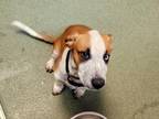 Adopt CHICAGO a Mixed Breed
