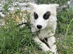 Adopt LINGUINE a Mixed Breed