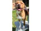 Adopt Frank a Labrador Retriever
