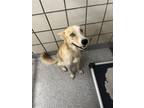 Adopt AMARILLO a Siberian Husky, Mixed Breed