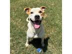 Adopt Amos a Boxer, Mixed Breed